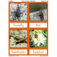 Insekten