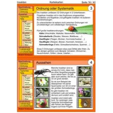 insects