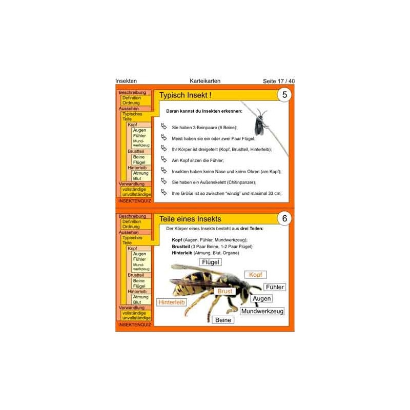 Insekten