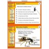 Insekten
