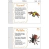 Insekten