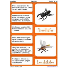 insects
