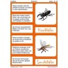 insects