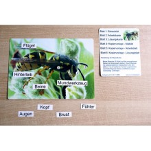 Insekten
