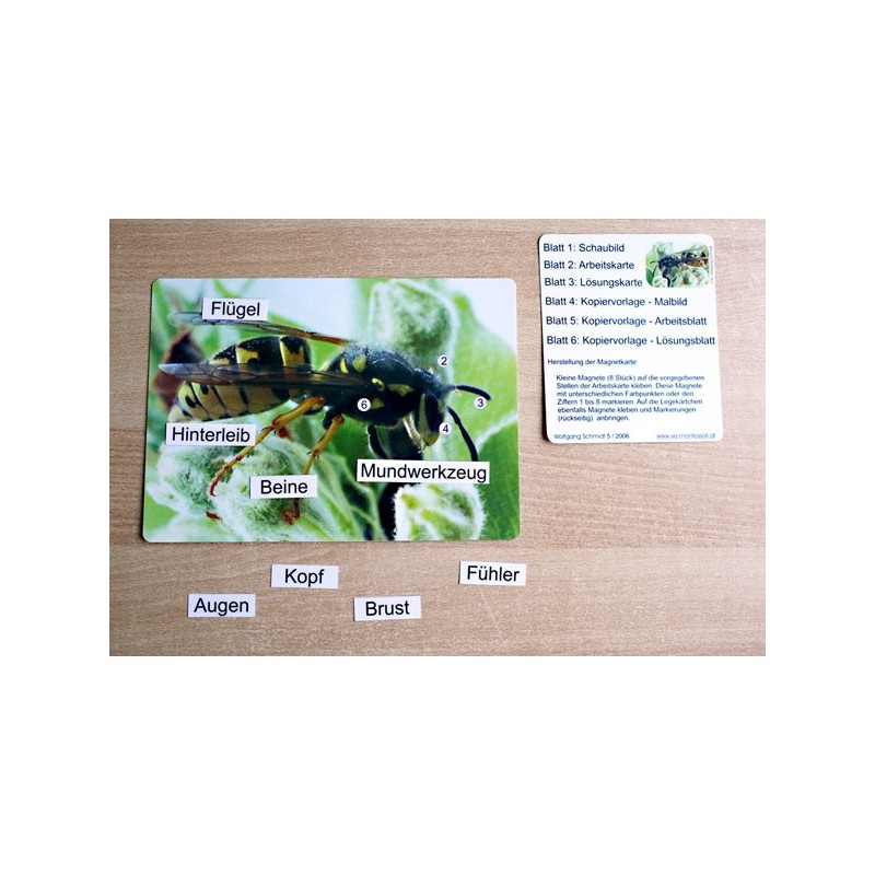 insects
