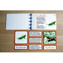 insects