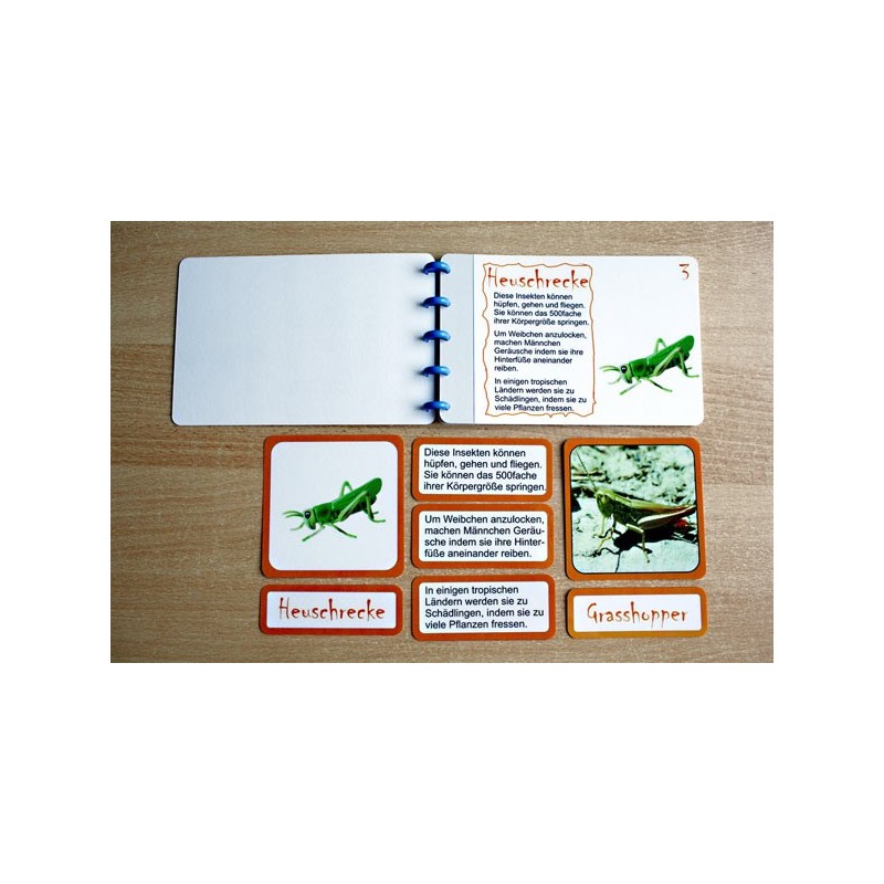 insects