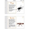 Insekten