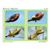 Chestnut material