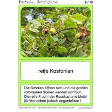 Chestnut material