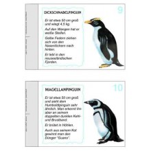 Penguin parade