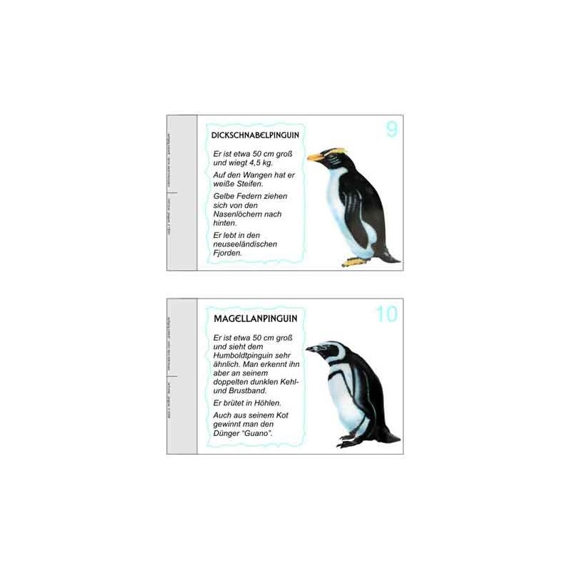 Penguin parade
