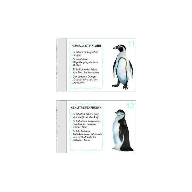 Penguin parade