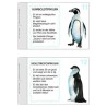 Penguin parade
