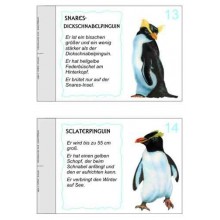 Penguin parade