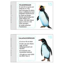 Penguin parade