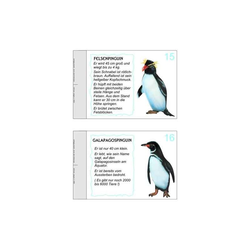 Penguin parade