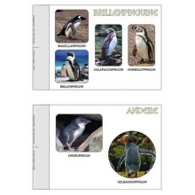 Penguin parade
