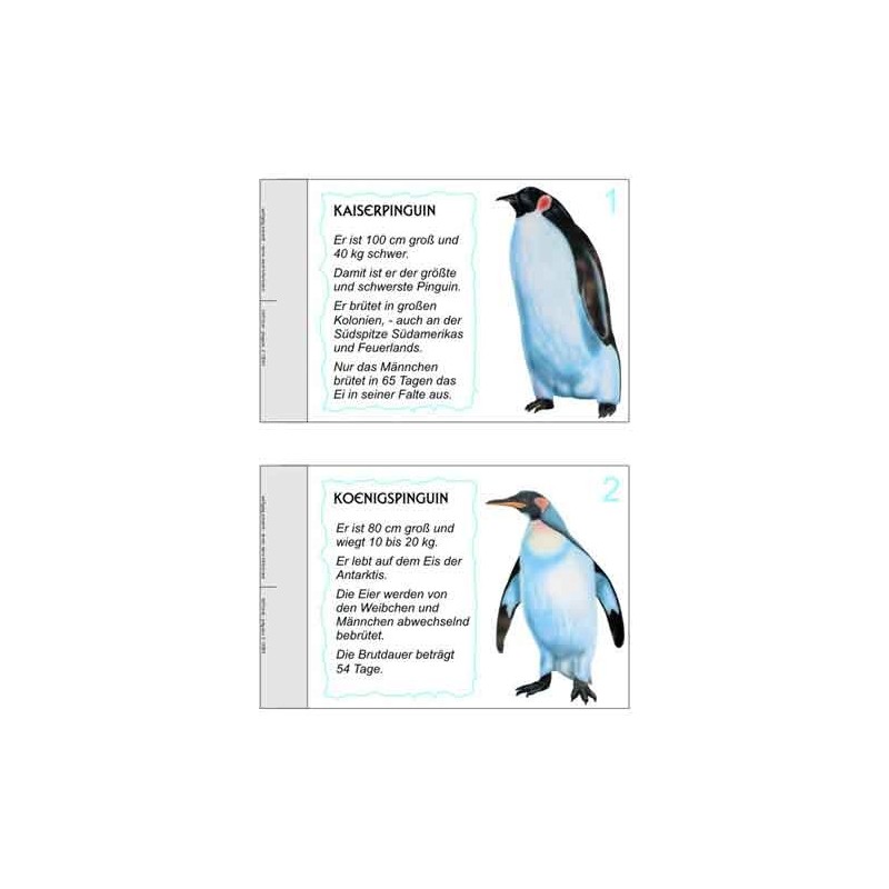 Penguin parade