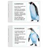 Penguin parade