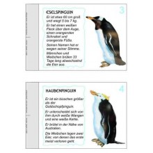 Penguin parade