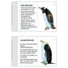 Penguin parade