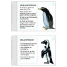 Penguin parade