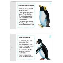 Penguin parade