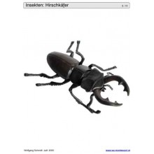 Schiebe- und Aufdeckspieleinlagen - Insekten