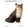 Schiebe- und Aufdeckspieleinlagen - Katzen