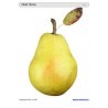 Sliding and turndown inserts - fruit