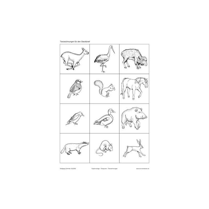 Animal tracks