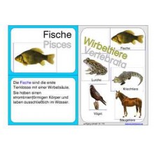Wirbeltiere (This item is available in english)