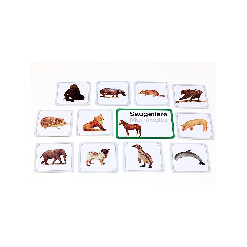 Wirbeltiere (This item is available in english)