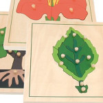 Biologie Kindergarten