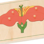 botanika