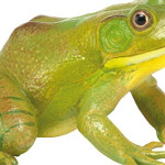 Zvieratá a figúrky